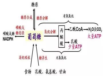 糖代谢全过程示意图图片