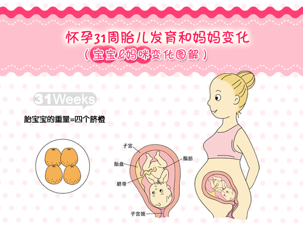 怀孕30周胎儿头位图片图片