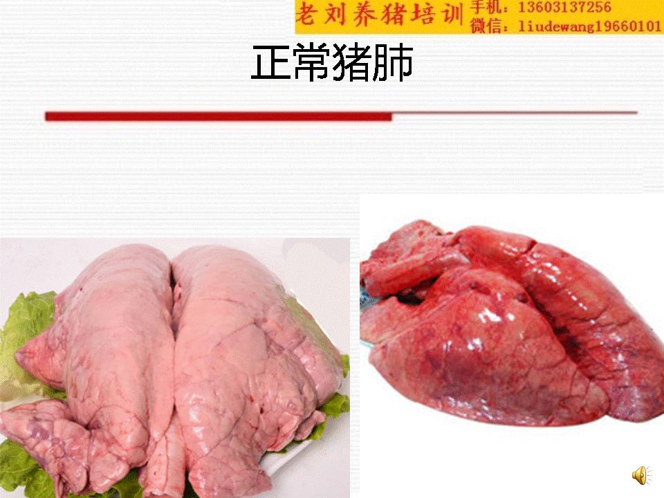 老刘养猪培训 解剖——呼吸系统解剖知识