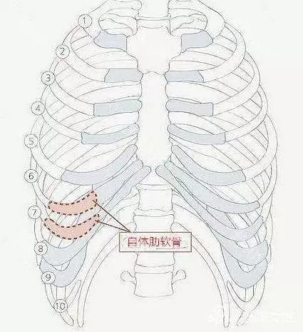 第六根肋骨图片