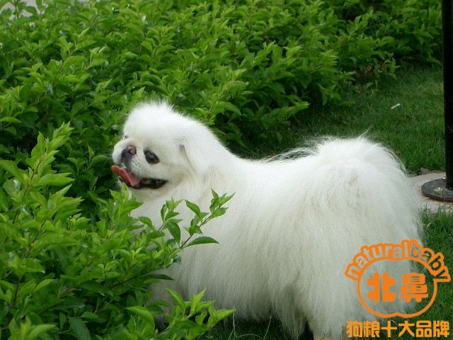 北鼻天然狗粮 分享 京巴犬种介绍 晒京巴犬图片 解读京巴犬好养吗