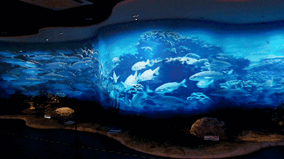 【公益活动】海底世界美翻了!走进深圳海洋博物馆——开始报名啦!