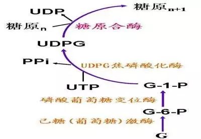 糖代谢全过程示意图图片