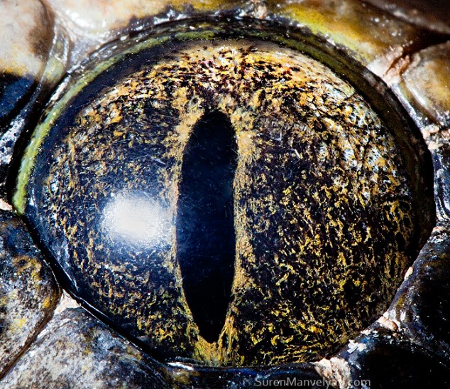 17种动物眼球的绝美特写照片