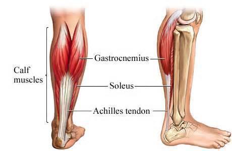 比目鱼肌(soleus muscle):腓肠肌下面的扁平的小腿的肌肉,起自胫,腓骨