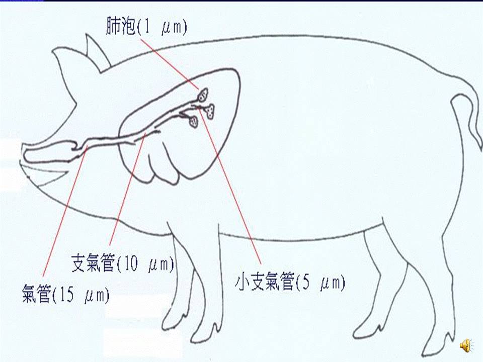 猪的呼吸系统结构图图片