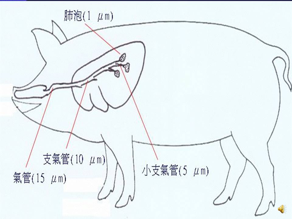 猪的肺部结构图图片