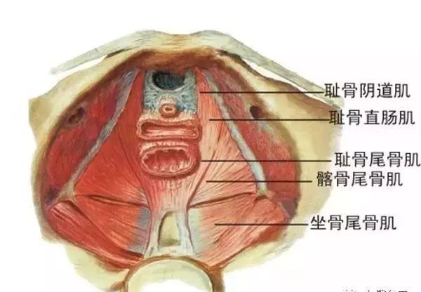 女性盆底肌肉示意圖