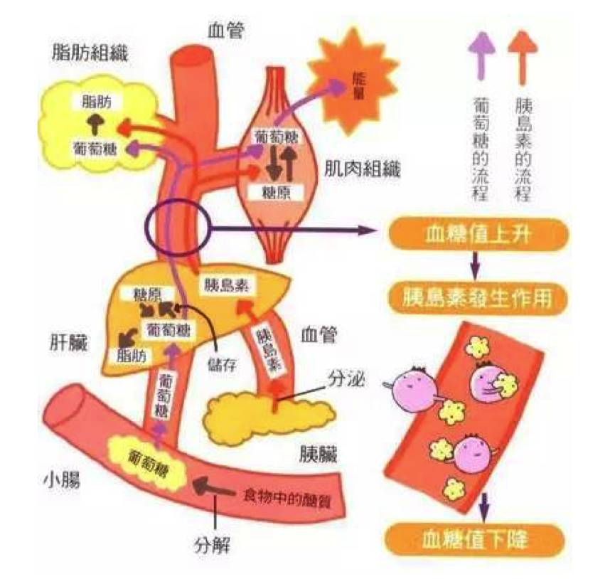 人体胰腺的作用图片