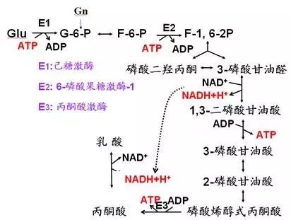 糖代谢全过程示意图图片