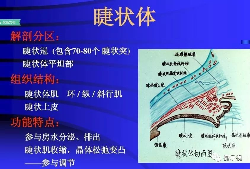 視光知識眼球解剖及眼科護理常規課件