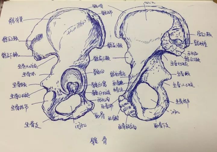 省中医人广东省中医院珠海医院美女医生手绘人体解剖图惊艳了时光