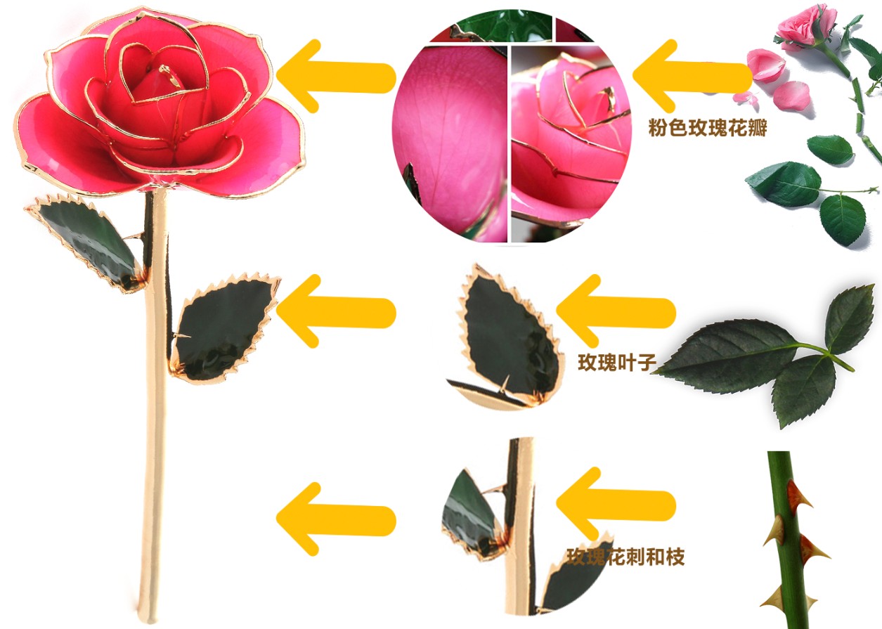 玫瑰花的组成部分图片