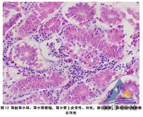 病毒)等多种鱼类都检测出阳性,主要以脾肾肿大,坏死和鳃丝等组织贫血