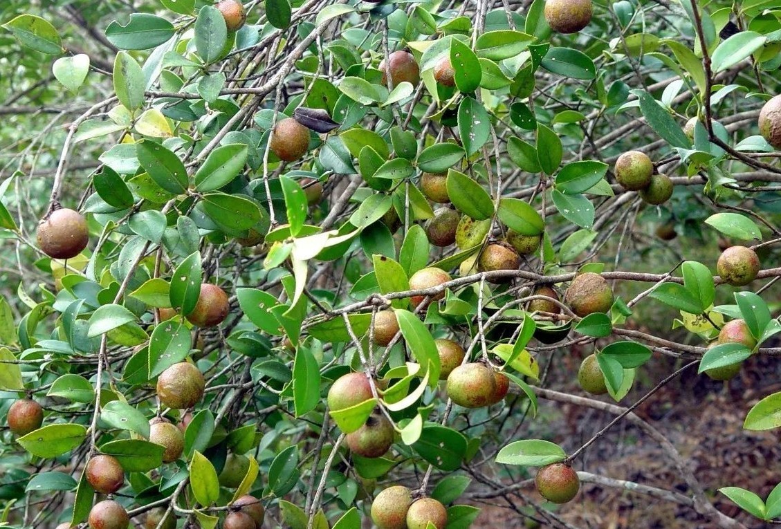 衡东土法榨茶油,隔着屏幕都能闻到香味.