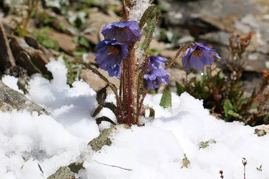 萬華國際漫拍高原上的雪中之花