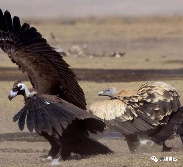 高山兀鹫和秃鹫的决斗为食物翻脸不认鹫