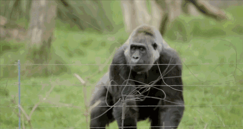 猩猩走路gif图片