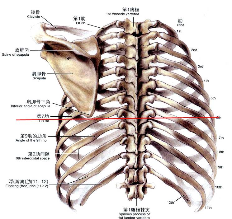 锁骨中线肋缘处解剖图图片