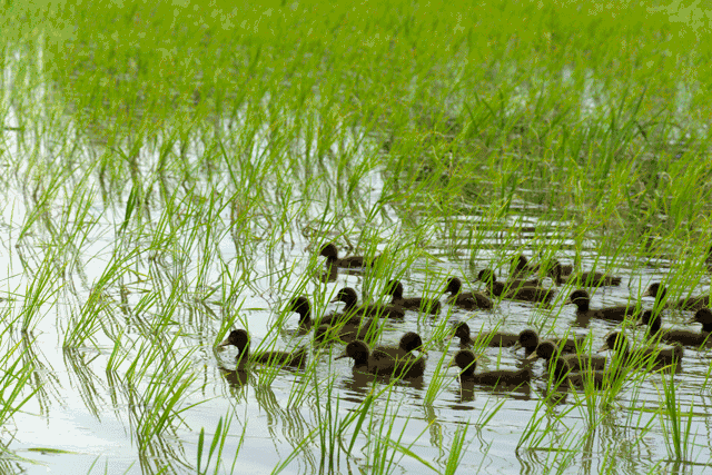 一篼一篼倒映在清水里,几十只小鸭子在田埂间游来游去,整个田野里生机