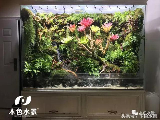 本色水景山東青州新開2.2米雨林缸欣賞,水草造景草缸培訓