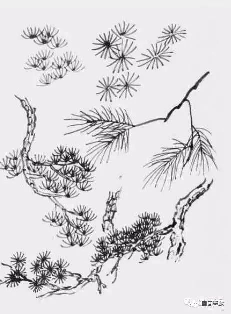 松树画法线描图片