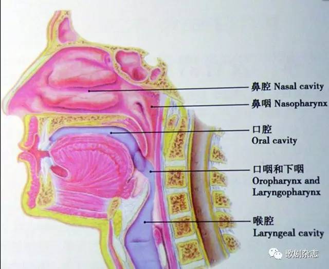 声带和食道分布图图片