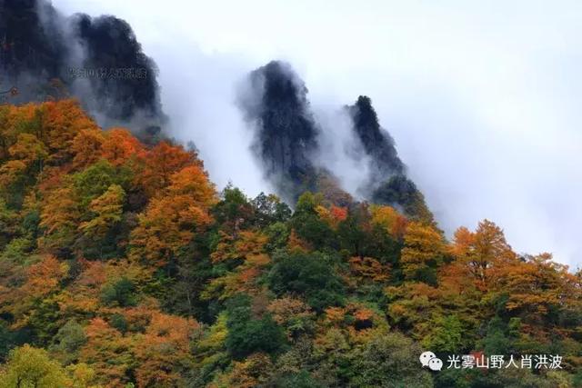 川东北南江光雾山:万山红遍,层林尽染,彩林红叶互争艳