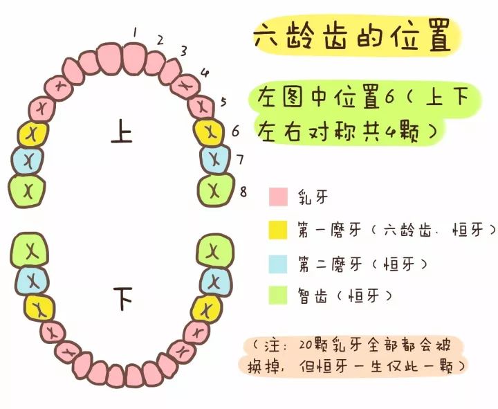 ▼它是孩子的第一颗恒磨牙,不再换牙六龄齿在6岁左右萌出