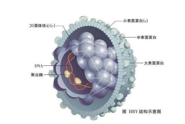 为什么要检测乙肝病毒dna?检查结果怎么看?