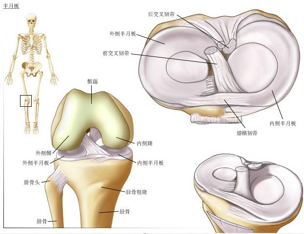 膝盖图片结构图胫骨图片