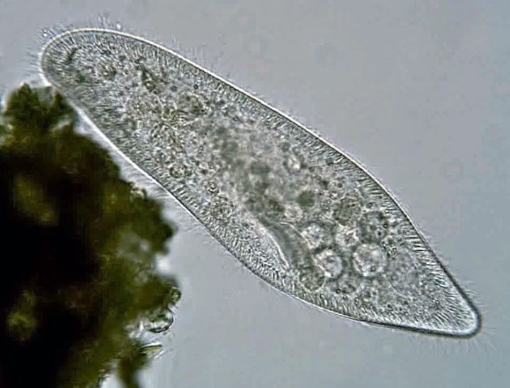 草履虫显微镜下的图片图片