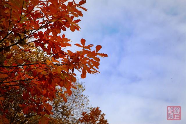 藍天白雲映紅葉