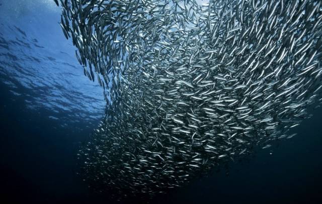 海洋盛宴:沙丁鱼大迁徙