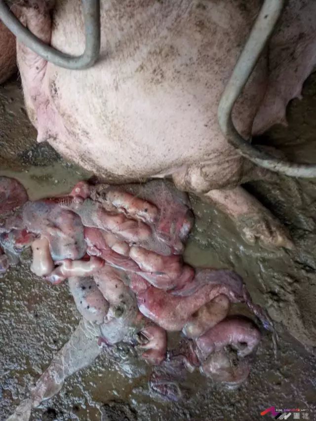 母猪23天24天流产图片