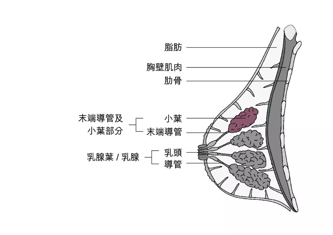 乳腺范围图解图片