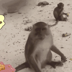 猴子要钱表情包gif图片