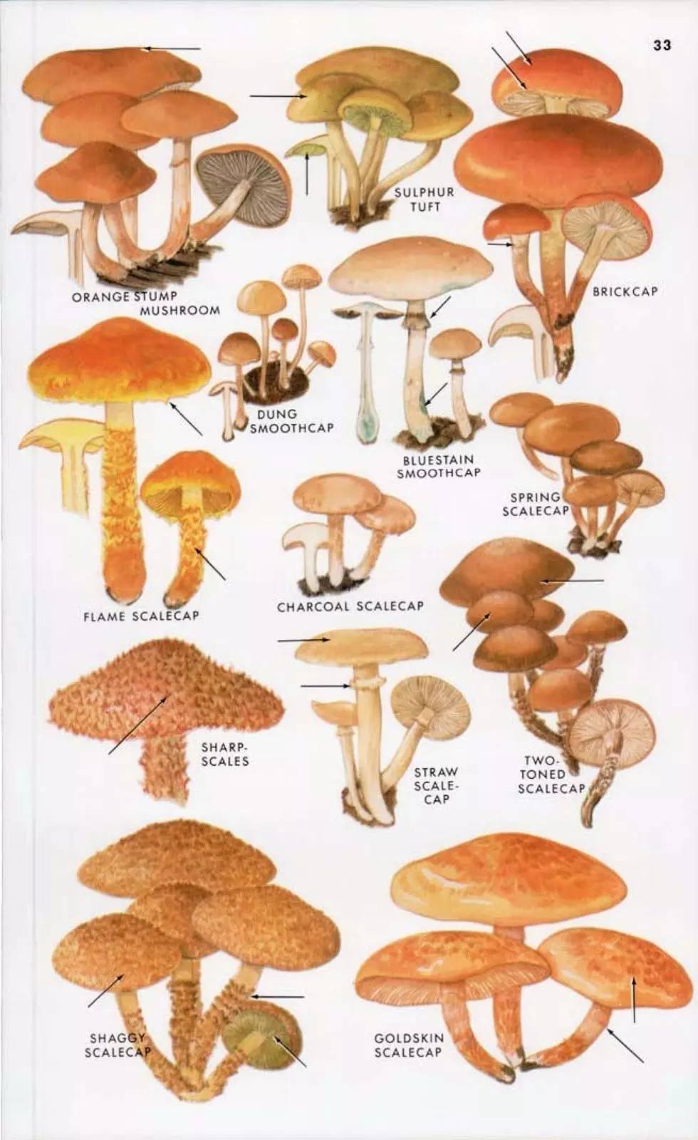 各种蘑菇的名称和图片图片