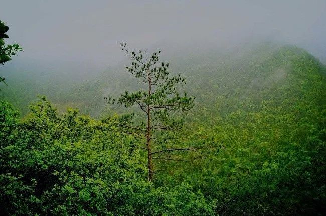 殘忍獵戶將狼崽吊死在樹上,母狼悲傷之下陷入奪命圈套為愛喪生!