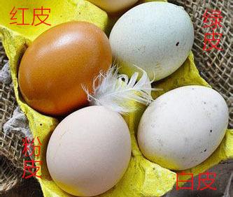 红皮,粉皮,白皮市场常见,绿皮鸡蛋其实和鸡的品种有关价格都相对贵