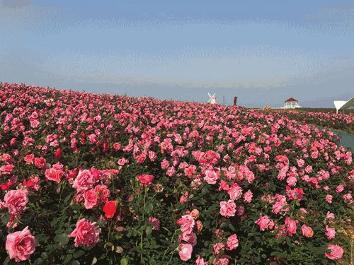 富阳东洲岛玫瑰园图片