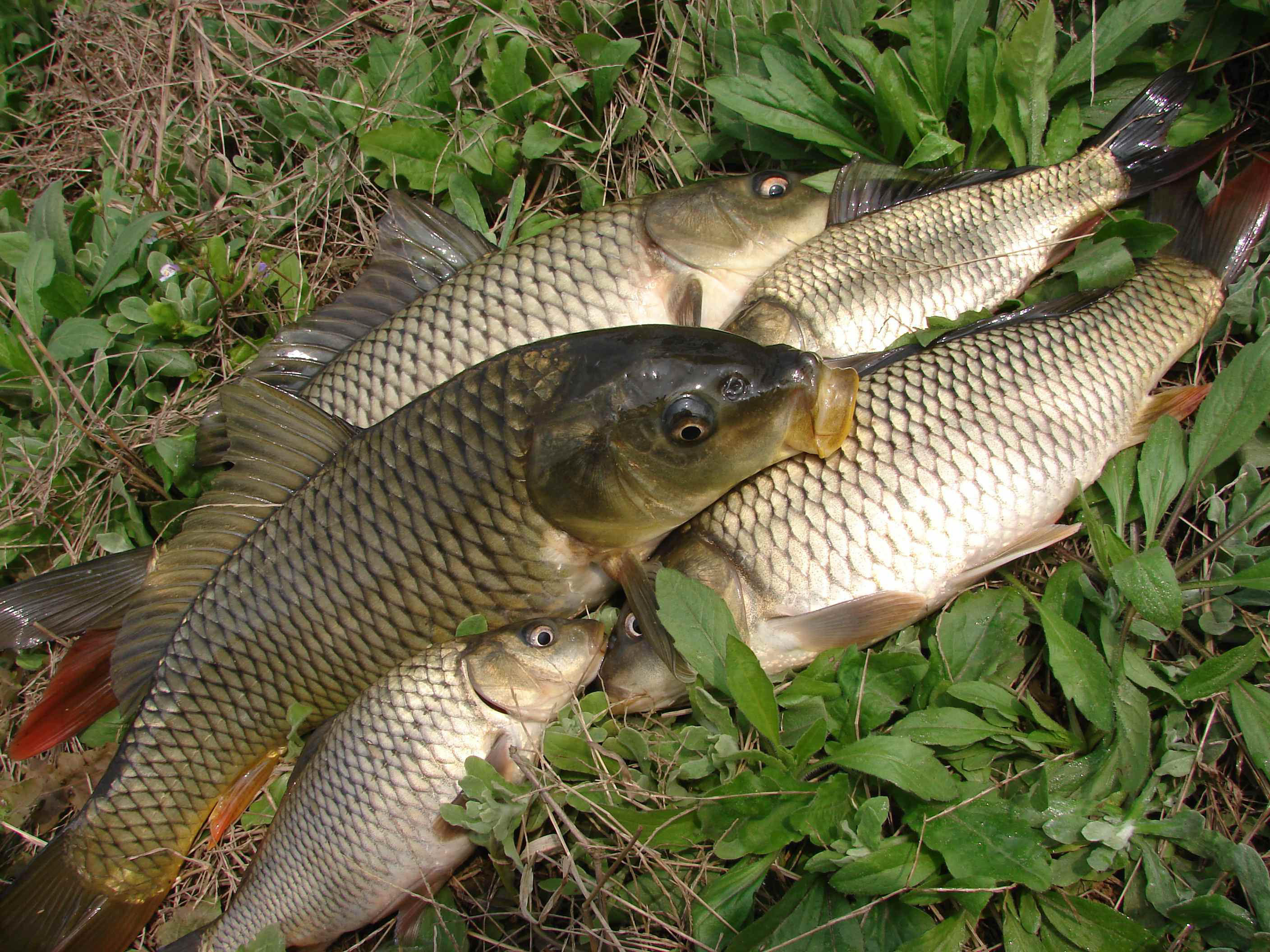 國外的好!鯉魚