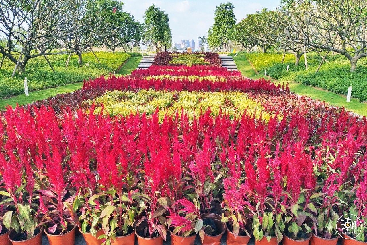 無敵海景,大片紫荊花海,拍照聖地!這個度假村般的免費公園卻極少有人