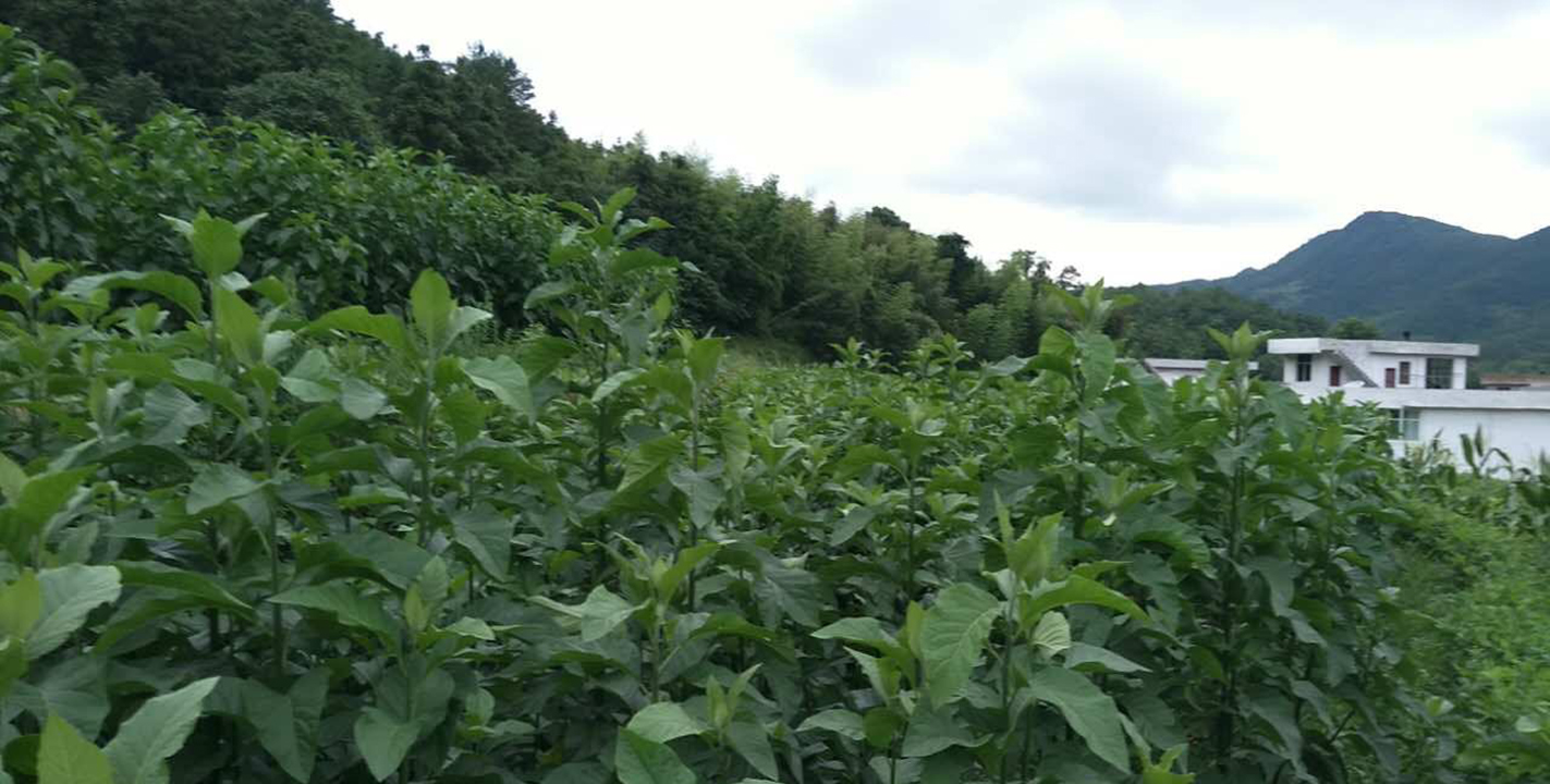 南非叶的功效日常食用需要注意的一些事项