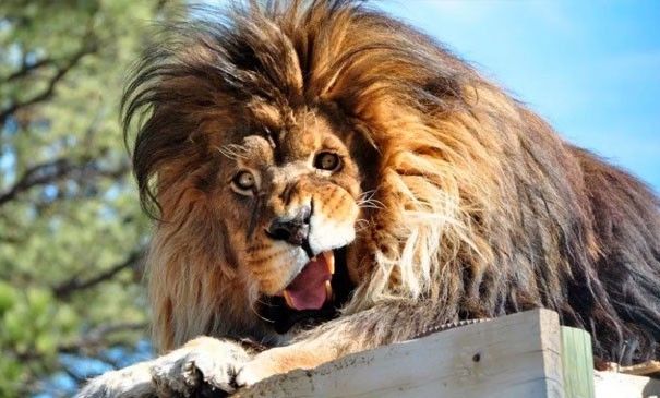 世界上最丑的狮子图片