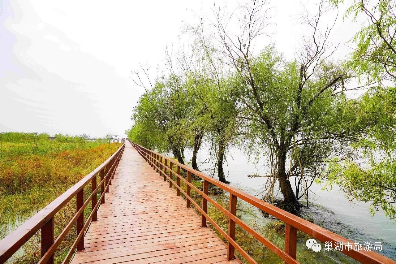 槐林湿地公园环巢湖旅游的一道亮丽风景线