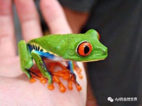 红眼树蛙有毒吗图片