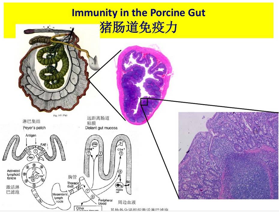 猪流行性腹泻一旦发病,猪场老板哭着走!其实,可以这样解决