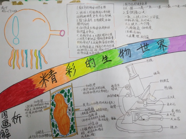 附校風采國慶手抄報之豐富多彩的生物世界評選結果揭曉中