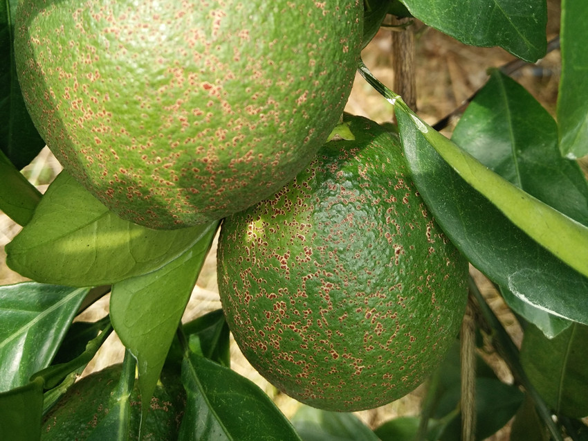 柑桔黑点病是柑桔上的一种重要病害,枝干,叶片和果实均能受害
